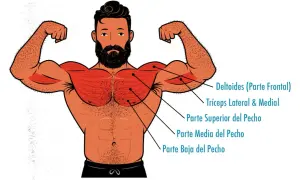 Ilustración de un hombre con músculos pectorales y deltoides resaltados, ideal para entender la anatomía del press banca.