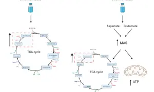Diagrama muestra cómo el citrulina malato afecta el ciclo TCA y la producción de ATP. No se mencionan citrulina malato efectos secundarios.