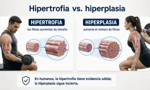 Hombre levanta pesas (hipertrofia: fibras aumentan tamaño) y mujer hace sentadilla (hiperplasia: aumenta número de fibras). En humanos, hipertrofia es sólida, hiperplasia incierta.