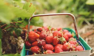 Cesta llena de fresas rojas y jugosas, destacando sus propiedades. Las hojas verdes rodean la fruta, sugiriendo una cosecha fresca.
