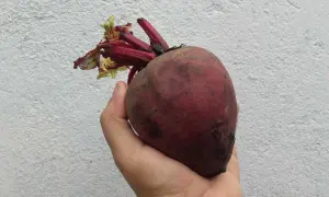 Remolacha en mano, un tesoro de la tierra, repleta de nitratos, excelentes vasodilatadores naturales para tu salud.