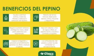 Descubre los beneficios de comer pepino: hidrata, depura, regula la presión, mejora la digestión y cuida tu piel. ¡Un aliado saludable!