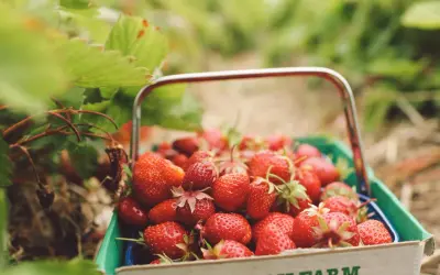 Cesta llena de fresas rojas y jugosas, destacando sus propiedades. Las hojas verdes rodean la fruta, sugiriendo una cosecha fresca.