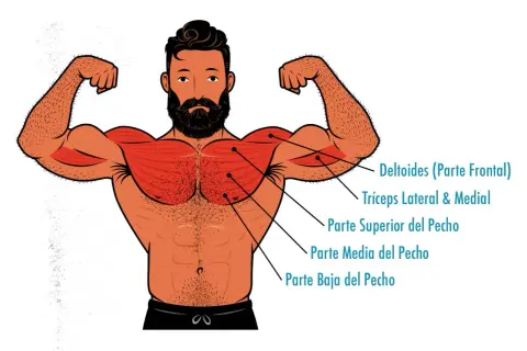 Ilustración de un hombre con músculos pectorales y deltoides resaltados, ideal para entender la anatomía del press banca.