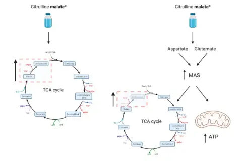 Diagrama muestra cómo el citrulina malato afecta el ciclo TCA y la producción de ATP. No se mencionan citrulina malato efectos secundarios.