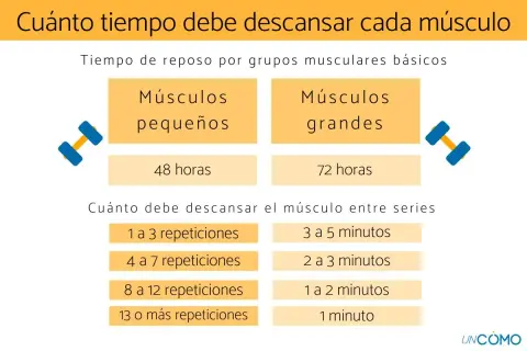 Guía de tiempo de recuperación muscular: 48h para músculos pequeños, 72h para grandes. Descanso entre series varía según repeticiones.