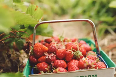 Cesta llena de fresas rojas y jugosas, destacando sus propiedades. Las hojas verdes rodean la fruta, sugiriendo una cosecha fresca.
