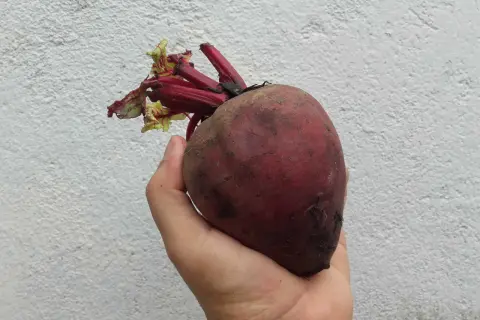 Remolacha en mano, un tesoro de la tierra, repleta de nitratos, excelentes vasodilatadores naturales para tu salud.