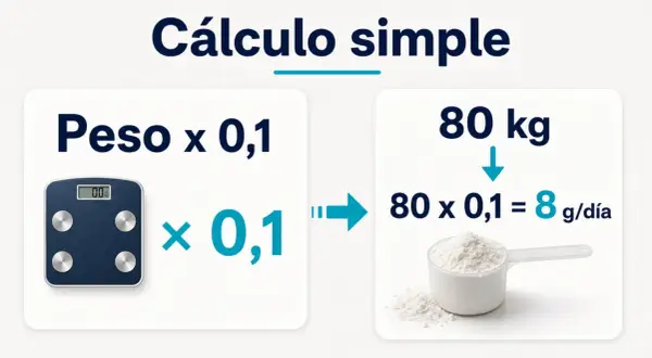 Cálculo simple: peso x 0,1 = dosis creatina por peso. Ejemplo: 80 kg x 0,1 = 8 g/día.