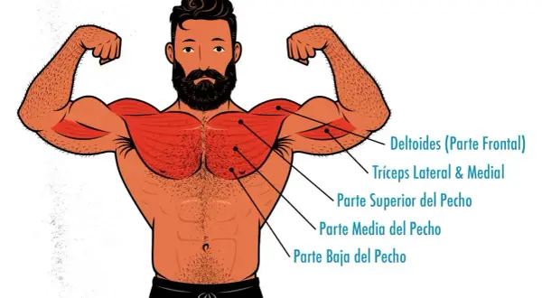 Ilustración de un hombre con músculos pectorales y deltoides resaltados, ideal para entender la anatomía del press banca.