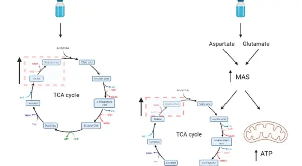 Diagrama muestra cómo el citrulina malato afecta el ciclo TCA y la producción de ATP. No se mencionan citrulina malato efectos secundarios.
