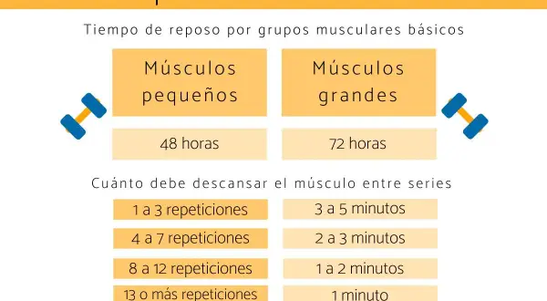 Guía de tiempo de recuperación muscular: 48h para músculos pequeños, 72h para grandes. Descanso entre series varía según repeticiones.