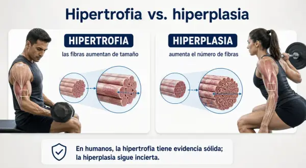 Hombre levanta pesas (hipertrofia: fibras aumentan tamaño) y mujer hace sentadilla (hiperplasia: aumenta número de fibras). En humanos, hipertrofia es sólida, hiperplasia incierta.