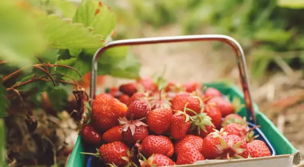 Cesta llena de fresas rojas y jugosas, destacando sus propiedades. Las hojas verdes rodean la fruta, sugiriendo una cosecha fresca.