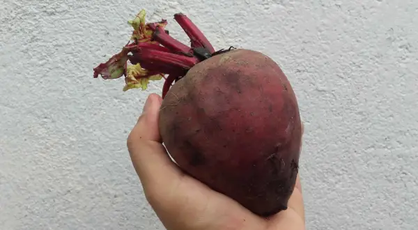 Remolacha en mano, un tesoro de la tierra, repleta de nitratos, excelentes vasodilatadores naturales para tu salud.