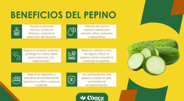 Descubre los beneficios de comer pepino: hidrata, depura, regula la presión, mejora la digestión y cuida tu piel. ¡Un aliado saludable!