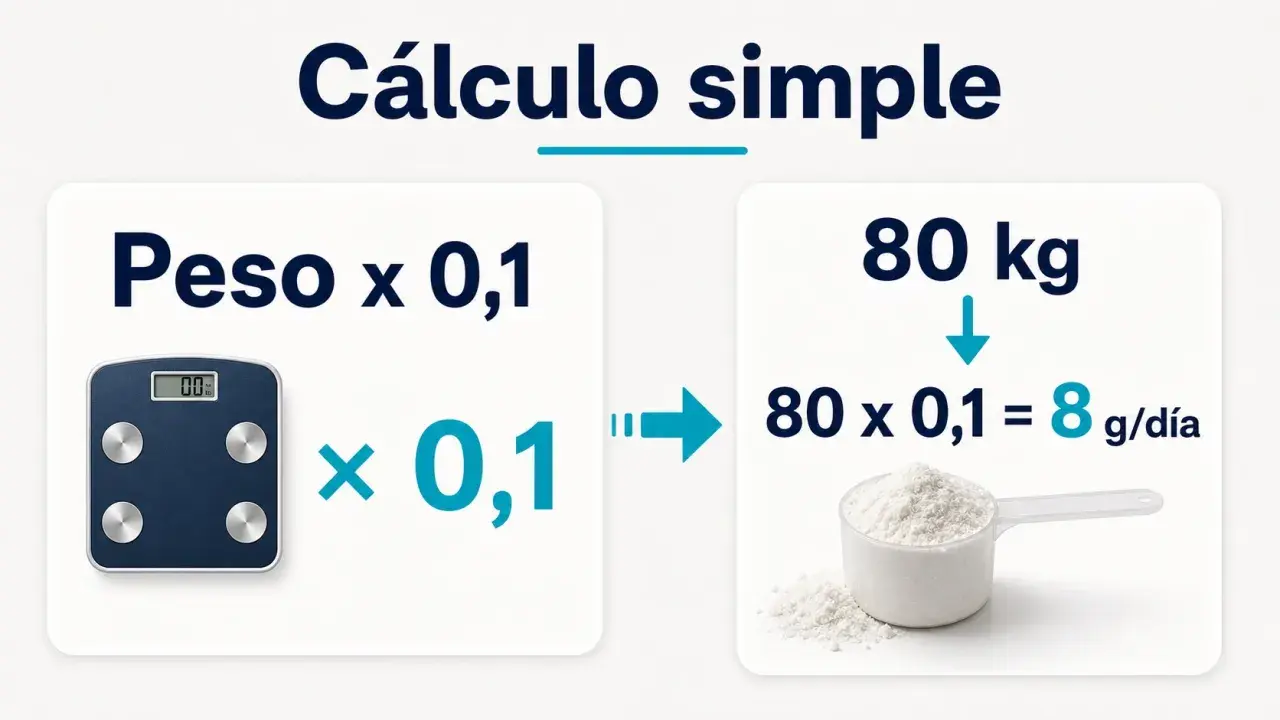 Cálculo simple: peso x 0,1 = dosis creatina por peso. Ejemplo: 80 kg x 0,1 = 8 g/día.
