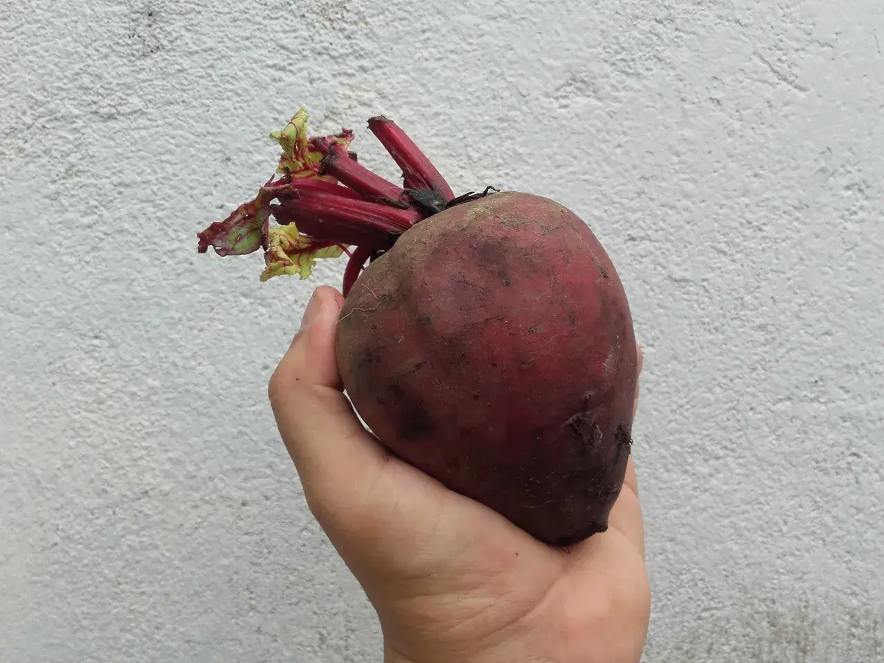 Remolacha en mano, un tesoro de la tierra, repleta de nitratos, excelentes vasodilatadores naturales para tu salud.