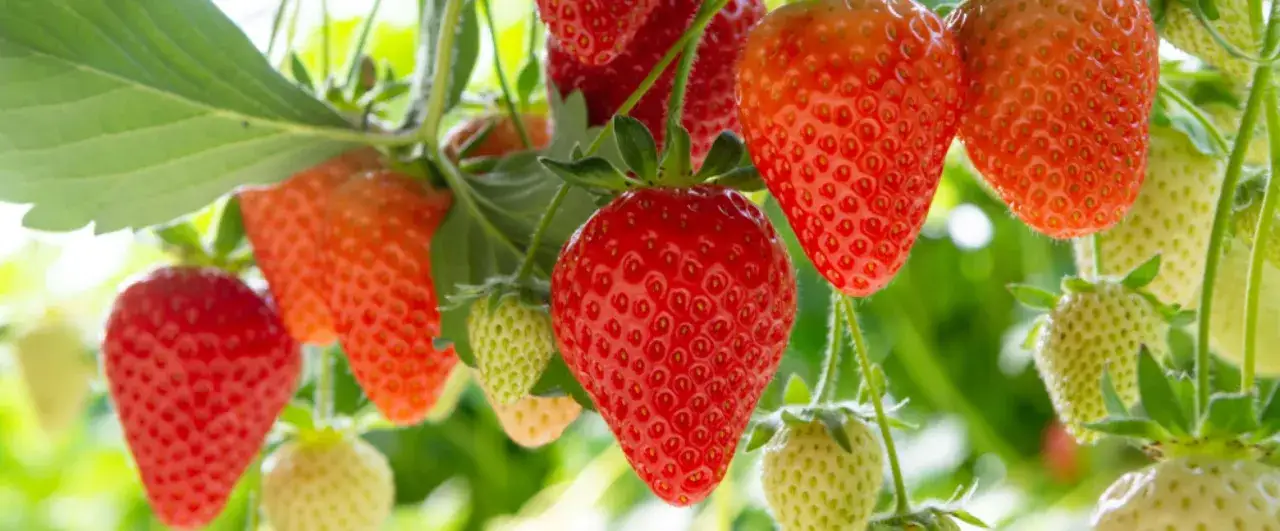 Fresas rojas y verdes cuelgan de la planta, mostrando las maravillosas propiedades de la fresa.