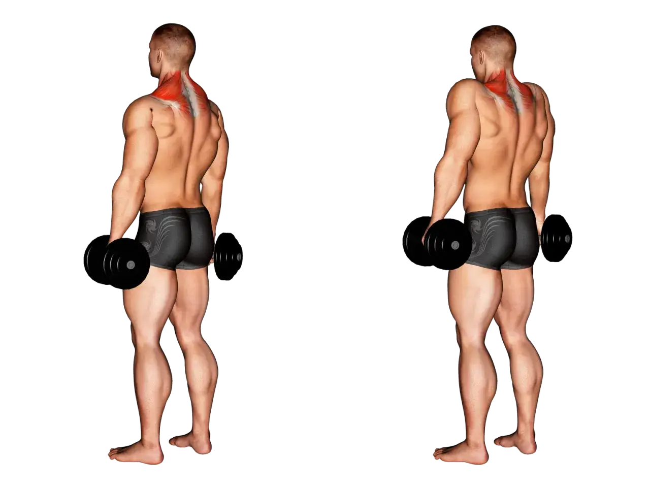 Hombre realiza encogimiento de hombros con mancuernas. Se muestran los músculos del trapecio en rojo.