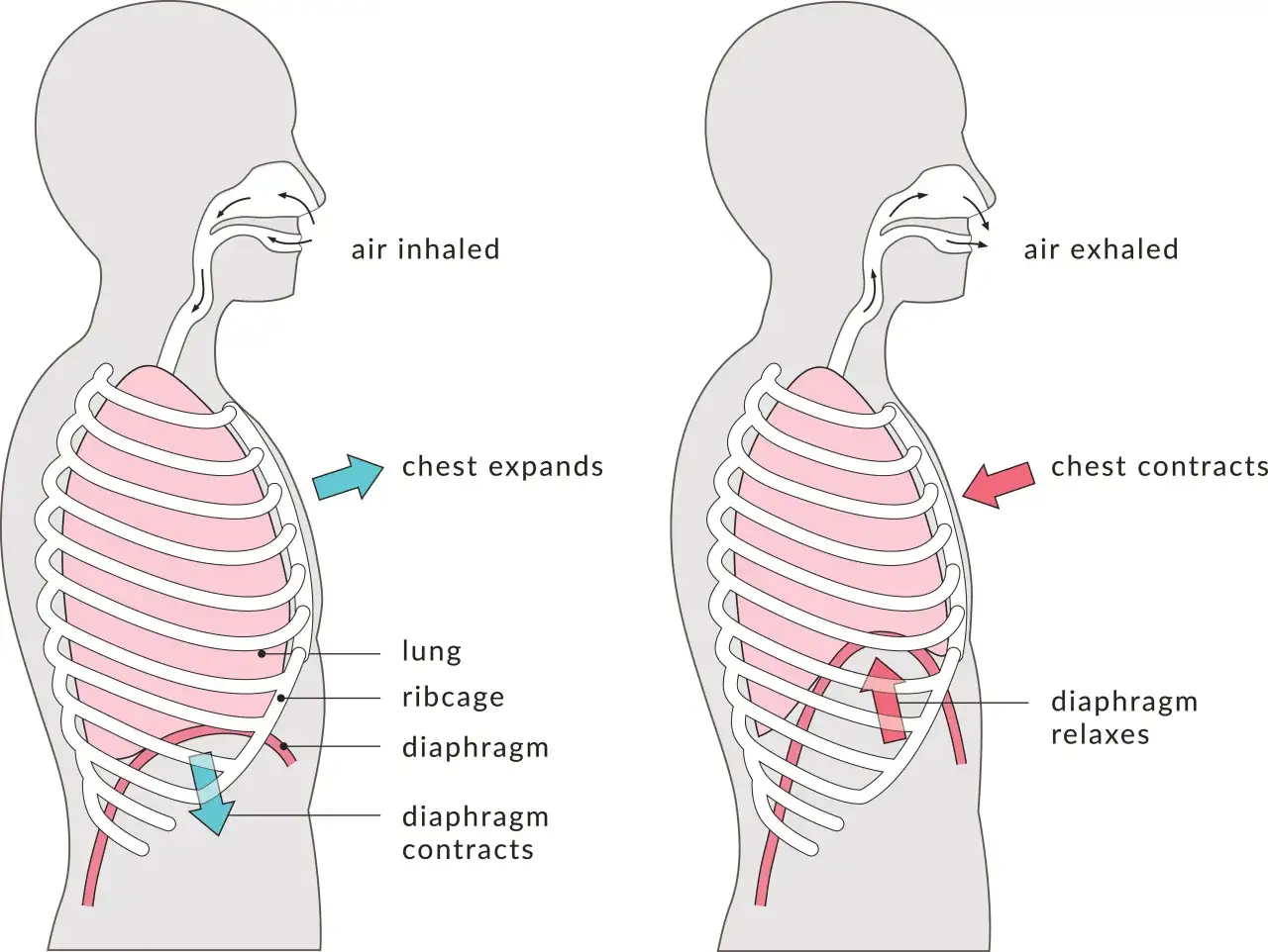 Ilustración muestra cómo respirar al correr: inhalación con expansión del pecho y exhalación con contracción.