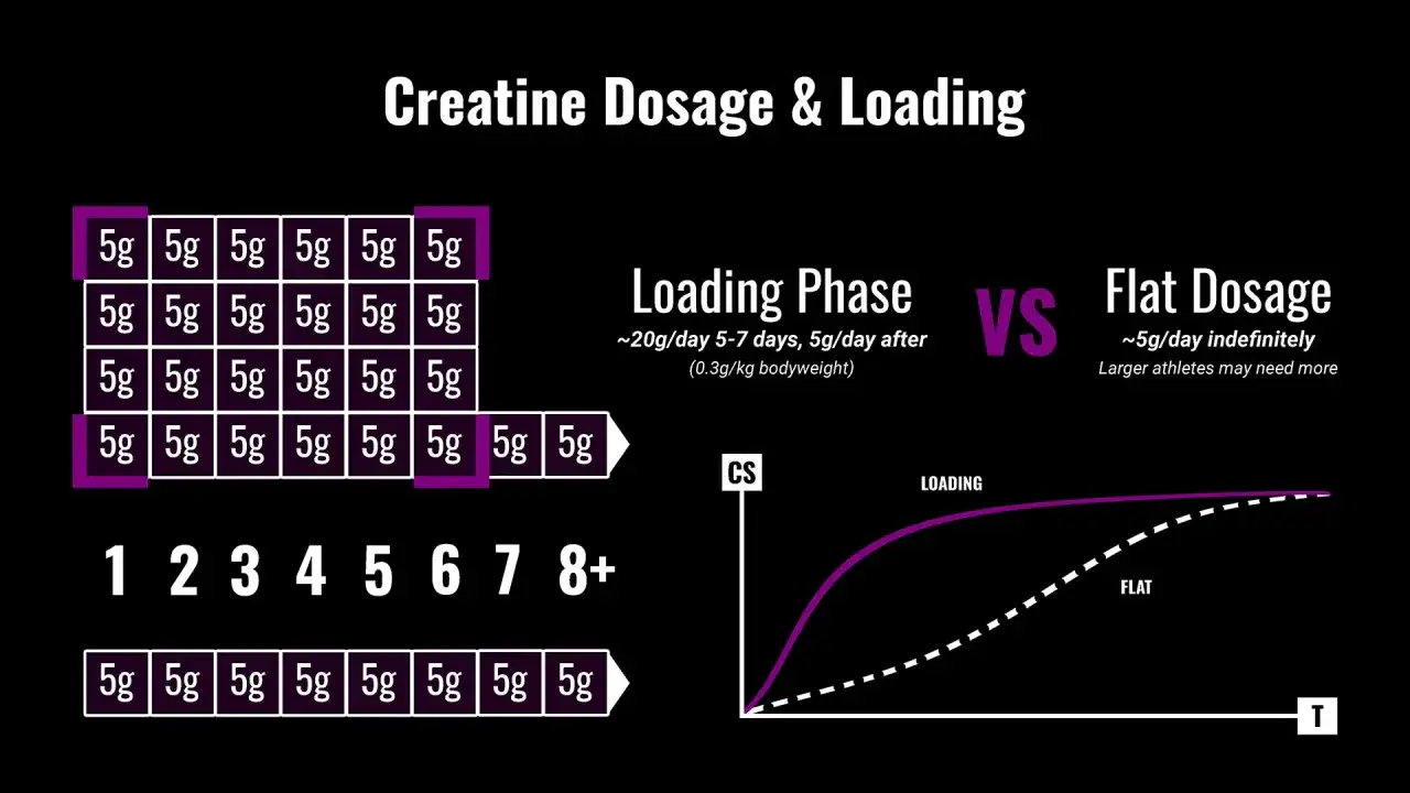Comparativa de dosis de creatina: carga vs. mantenimiento. La dosis de creatina por peso corporal es clave.