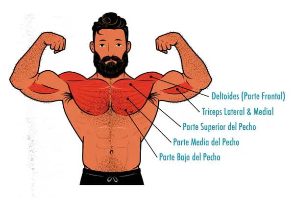 Ilustración de un hombre con músculos pectorales y deltoides resaltados, ideal para entender la anatomía del press banca.