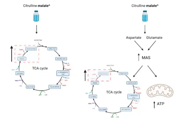 Diagrama muestra cómo el citrulina malato afecta el ciclo TCA y la producción de ATP. No se mencionan citrulina malato efectos secundarios.
